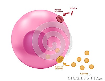 Insulin unlocks the cell`s glucose channel Vector Illustration