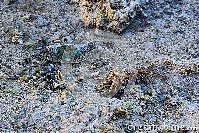 Intact molt of striped shore crab Stock Photo