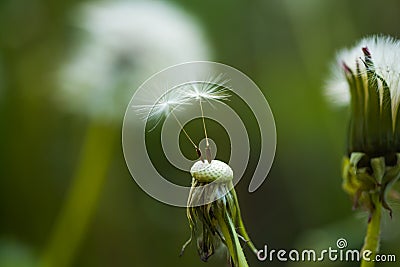 Intact nature. Taraxacum flower on nature landscape. Wild dandelion on summer day. Dandelion flower seeds blowing away Stock Photo