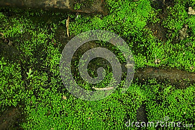 Integrity of the forest, national park. Beautiful green moss on the floor, moss close-up, macro. Beautiful background of moss with Stock Photo
