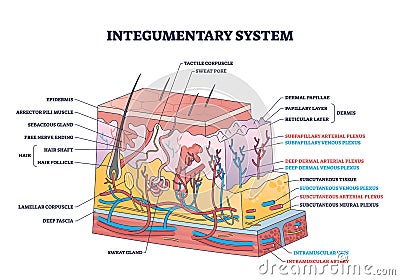 Integumentary system with epidermis surface layer structure outline diagram Vector Illustration