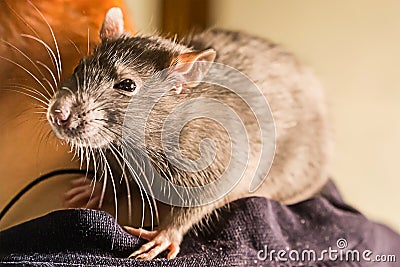 Intelligent hand beast rat gray big fluffy sitting on shoulder close-up looking with surprise Stock Photo