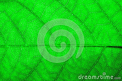 Intense bright green leaf fresh detailed rugged surface structure extreme macro closeup photo with midrib and visible leaf veins. Stock Photo