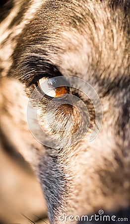 Intense Canine Dog Wolf Animal Eye Pupil Unique Color Stock Photo