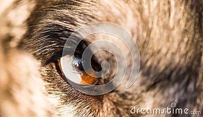 Intense Canine Dog Wolf Animal Eye Pupil Unique Color Stock Photo