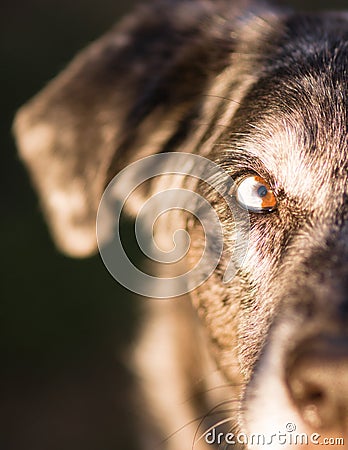 Intense Canine Dog Wolf Animal Eye Unique Color Stock Photo