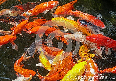 Intense concentration of swirling koi fish Stock Photo