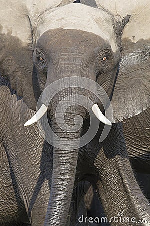 Intense eyes of charging bull elephant Stock Photo