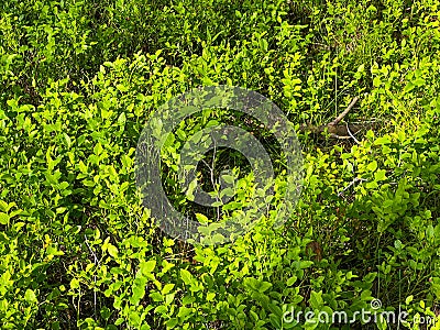 Intense green of blueberry in spring during flowering in a pine forest Stock Photo