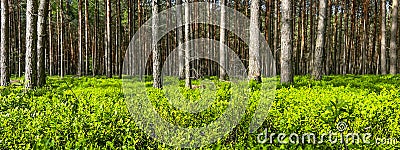 Intense green of blueberry in spring during flowering in a pine forest Stock Photo