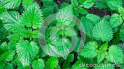 Intense green plants. Stock Photo