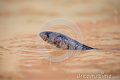 Intense look from Indigo snake Stock Photo