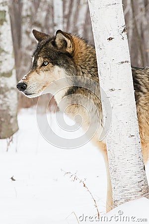Intense looking timber wolf Stock Photo