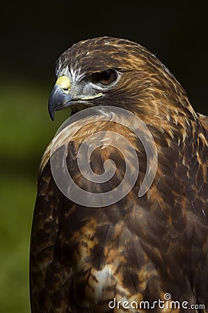 Intense Red-Tailed Hawk (Buteo jamaicensis) Stock Photo