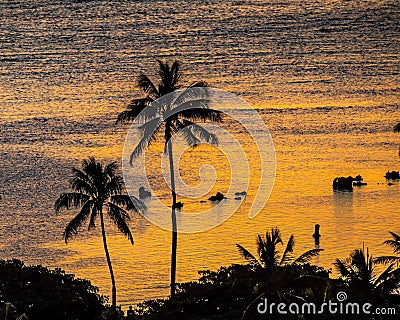 Intense sunset with palm tree silhouettes Stock Photo