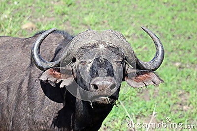 A intensive stare from a African Buffalo Stock Photo