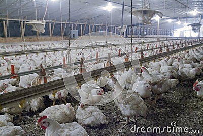 Intensively farmed chickens Editorial Stock Photo