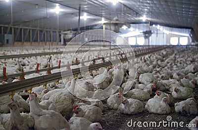 Intensively farmed chickens Editorial Stock Photo