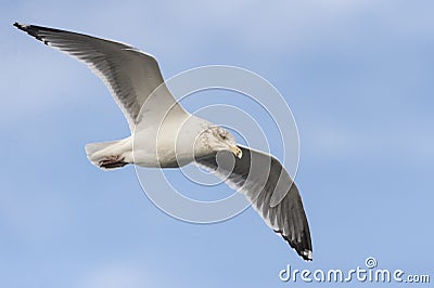 Intent Herring Gull Stock Photo