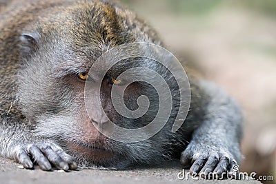 Intent and strict look of resting wild big monkey leader Stock Photo