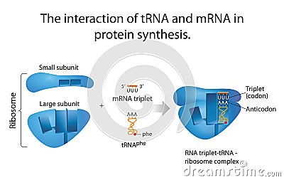 The interaction of tRNA and mRNA in protein synthesis Stock Photo