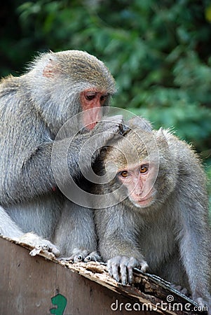 Interaction of two monkeys grooming Stock Photo