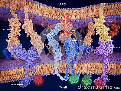 Activation and inhibition of the immune response on T-cells Stock Photo