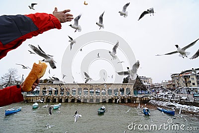 The interest and love of pretzels,bread and seagulls Stock Photo