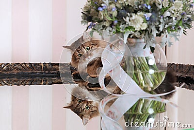 Interested cat with flowers Stock Photo