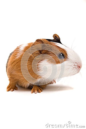 Interested guinea-pig Stock Photo