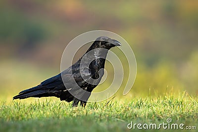Interested solitary common raven sitting on a meadow with green grass in summer Stock Photo