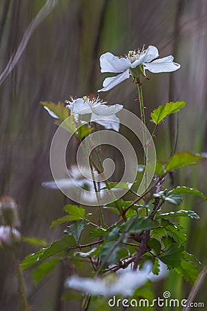 Interesting Closeup Shot of the Southern Dewberry (Rubus trivialis) Stock Photo