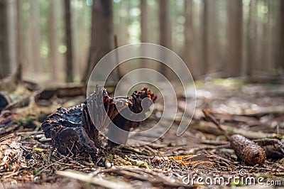 Interesting dark mushroom groing from forest floor. Stock Photo