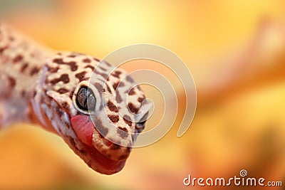 An interesting detail in nature. A beautiful colorful gecko standing on a stone and watching carefully in front of it. Stock Photo