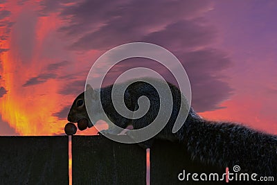 Interesting detail. Portrait of a squirrel up close. There`s a squirrel on a wooden fence. Very nice sunset in the background. Stock Photo