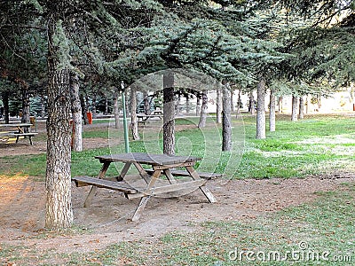 Interesting and different tree types, curve tree types, interesting curve tree pictures Stock Photo