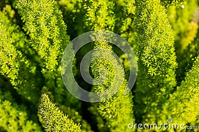 Interesting fern type plant growing in Healdsburg California Stock Photo