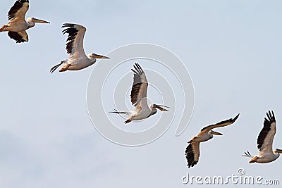 Interesting formation of great pelicans Stock Photo