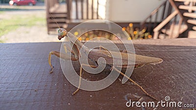 Interesting insect praying mantis Stock Photo