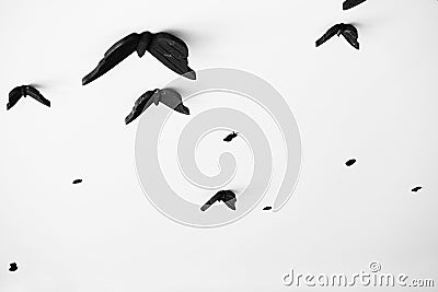 Interesting original background with black artificial butterflies on the white ceiling Stock Photo