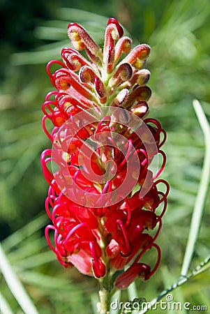 Interesting and rare flowers of the Grevillea hybrid Stock Photo