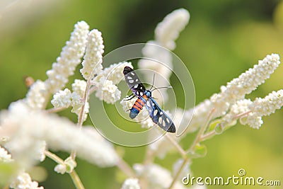 Interesting Insects from Africa - Red Wasp Stock Photo