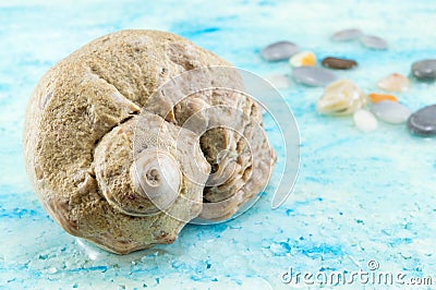 Interesting seashells close up Stock Photo