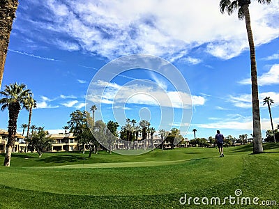 An interesting view of a golfer walking towards the green surrounded by very tall palm trees in the background on the desert Stock Photo
