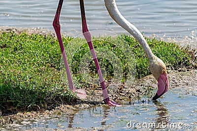 Interesting view of a pink flamingo eating grass - Amboseli National Park Kenya Stock Photo