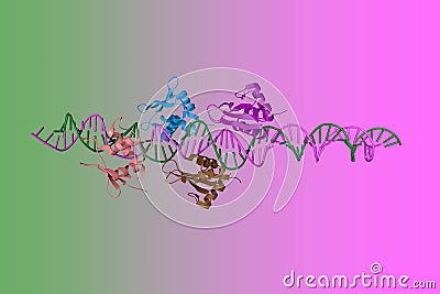 Interferon regulating factor 3 bound to the interferon-beta enhancer. Ribbons diagram with differently colored protein Cartoon Illustration