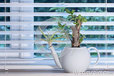 Interior design accessory. Unusual white teapot indoor bonsai plant pot Stock Photo