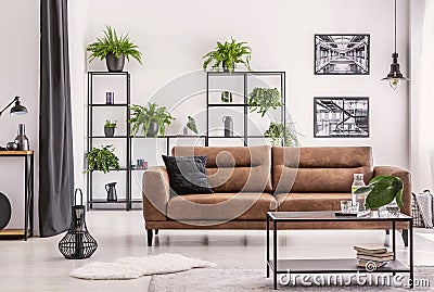 Interior design created by plant lover, different kind of plowers and plant on a black metal shelf behind big leather sofa Stock Photo