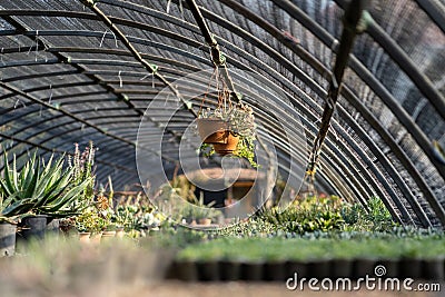 Interior greenhouse for cultivation herbs for further lab research on properties tropical fauna Stock Photo