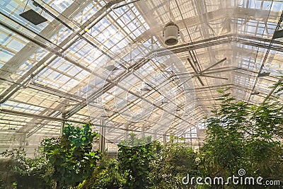 Interior of a greenhouse with lush green plants under the roof with glass panels Stock Photo